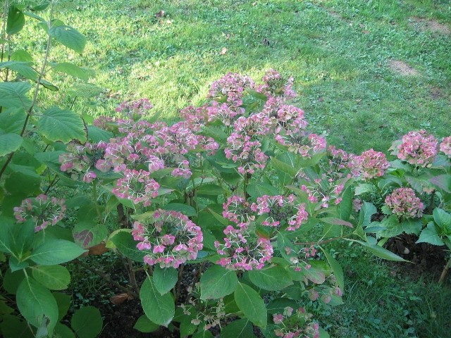 Hortenzija A.
